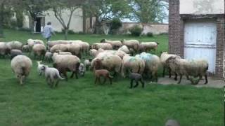 Lamb school, first lesson: Being herded 101