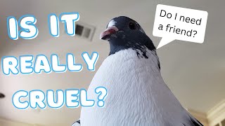 Is it cruel to keep a single pigeon?