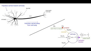 Basic Neuron working