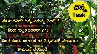 మిరప పంట ఎలా ఉంది చెప్పండి | ఇందులో మీరు ఏమైనా రోగాన్ని లేదా తెగుళ్లును గుర్తించార? Task only 🤗