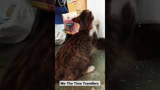 Exercise Time  😹 | We-The Time Travellers #cat #youtubeshorts #catslover