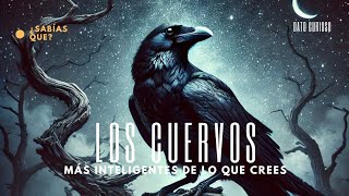 ¡Los cuervos son más inteligentes de lo que crees!