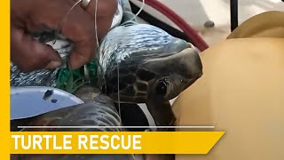 Rescuing sea turtles from danger and giving them a new chance at life | Animal rescue compilation