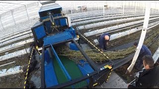 New Mega Bio Chopper testphase - crop shredder rotation turnaround tomato pepper cucumber plant