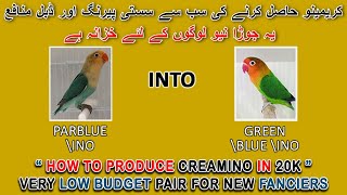 کریمینو حاصل کرنے کی سب سے سستی پیرنگ اور ڈبل منافع | CHEAP PAIR PRODUCE #CREAMINO IN 20K | AAB INFO