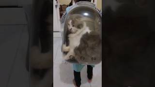 wow!!!kucing di masukin dalam tas #videoshorts #viral #wongjowo #yearforyou