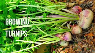 How to grow turnips at home - from planting to harvest