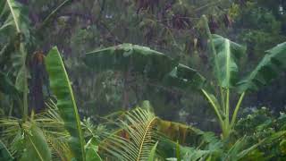 Long Shot of Rain Fall In Tropical Forest