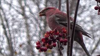 Tallbit/ Pine Grosbeak.