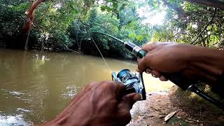 PAK TUA JOGO KALI MANCING CESTING IKAN TOMAN DI PEDALAMAN BEGINI HASILNYA