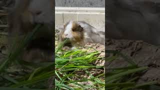 Fluffy the Guinea Pig #guineapig #animals #cute #pets