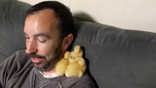 Shoulder Ducks