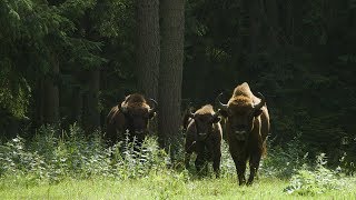 BIAŁOWIESKI PARK NARODOWY – SPOT