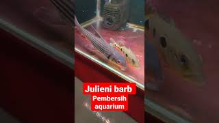 Sedot terus mbak julieni || nyampe bersih mengkilap aquariumnya | julieni barb ikan langka dan mahal