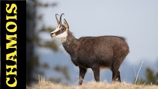 MAZING | ANIMAL | Alpine chamois | Wild chamois in the Canton of Bern