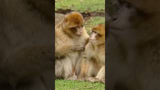 FILHOTE MACAQUINHO SENDO CUIDADO PELA MAMÃE MUITO CARINHO