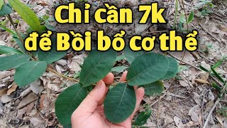 Bài thuốc trị suy nhược cơ thể, thiếu máuu. PHAN HẢI Vlog