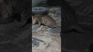 cat feeding at my home