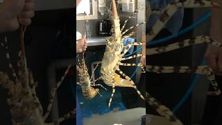 Australian Tropical Rock Lobster #youtubeshorts #shorts #lobster