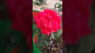 #Barish #Rose #Flower