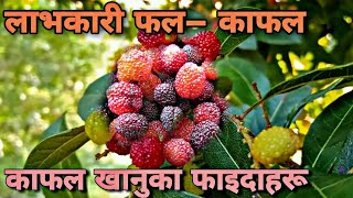 काफलको फल मात्र हैन बोक्रा र पातसमेत औषधीय गुणले भरिपूर्ण, Kafal Fruit Benefits. Kafal in Nepal.