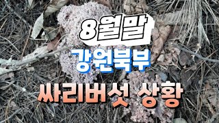 버섯산행, 8월 말 강원도 북부지역 싸리버섯 상황. 참싸리, 송이싸리