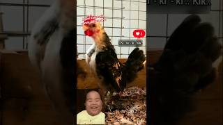 Sumpah, Lucu banget gays #ayamkate #ayam #animals #hobiayam