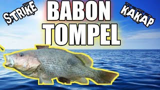 Mancing Di Laut Dapat Babon Kakap Tompel