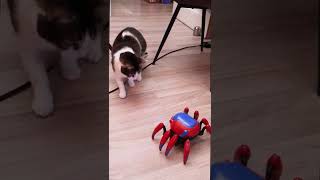 Cat vs spiderbot