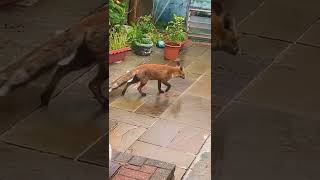 Baby fox in my Garden | London Ranga #shorts