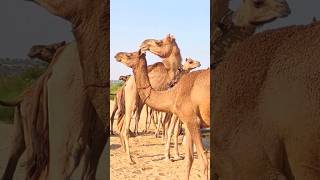 عائلة كبيرة من الجمال تشرب الماء._Camel Life Video