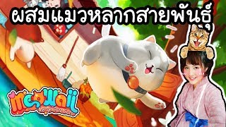 meowaii - ผสมแมวหลากสายพันธุ์ [ Game ] | ArisajungWorld