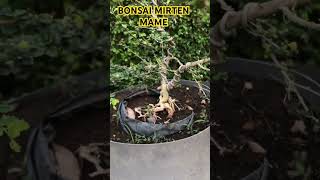 Bonsai Mirten mame #bonsai #bonsai#bonsaibonsai #bonsaijuara