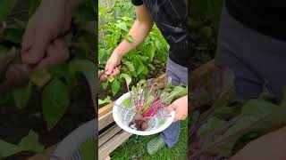 Harvest beets from our backyard planter#shorts #toronto #2021