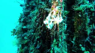 Frogfish on the Fishing Net dive site Onha Okinawa Japan