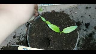 Pikuje siewki papryczki. 🌱