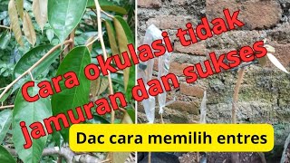 CARA OKULASI TIDAK JAMURAN DAN SUKSES  DAN CARA MEMILIH ENTRES