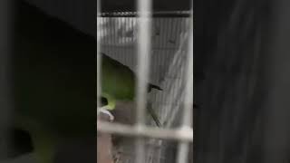 so cute parrot #shorts #ytshorts #parrot #trending