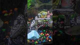 Fun With Diamond Tetras And Pleco 🙂