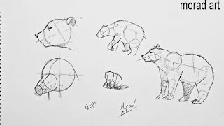 Teaching steps to draw a bear from all sides