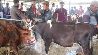 Harga Sapi Jantan Bakalan Hari Ini