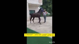 حصان عربى الحصان الصقر المالك امير ريان ابوتوت فلسطين محافظه سلفيت ٠٥٦٩٤٠٦٥٢٤. ٠٥٠٣٢٧١٩١٣ للبيع