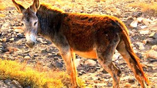 burro majorero como un asno rebuznando rebus sonidos del rebuzna ruidole gritando sonido vurro hace