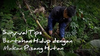 ( SURVIVAL TIPS 6 ) Sumber makanan dari pisang hutan