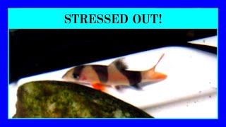 Episode 77 -  Stress Is A Big Problem for Fish in an Aquarium or Pond! (And how you can help!)