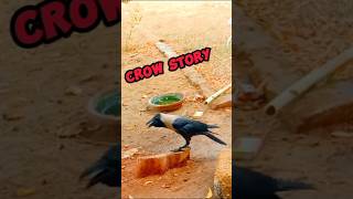 Thirsty Crow | Crow story |  #thirstycrow