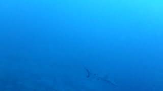 Sharks EVERYWHERE on this Tipata pass dive in Rangiroa !!!