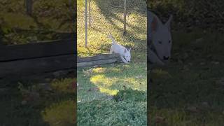 Extremely Beautiful (All White) Bull Terrier (3 Month Old Puppy) #AKCRegistered #ChosenSheepKennels