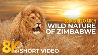 Wild Nature of Zimbabwe in 8K HDR - Hwange & Zambezi National Parks - Short Wildlife Film