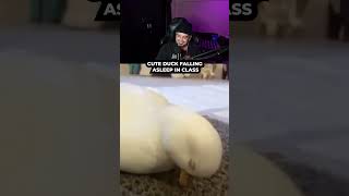 Duck falls asleep in school #pablo #pablovintura #trending #viral